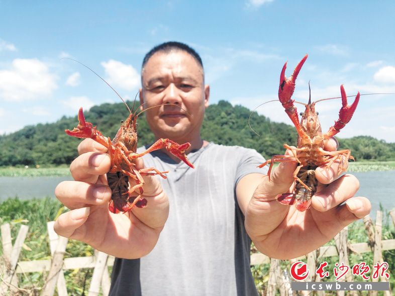 长沙县果园镇新明村养殖户孙靖向记者展示他养的小龙虾。 长沙晚报全媒体记者 钱娟 摄