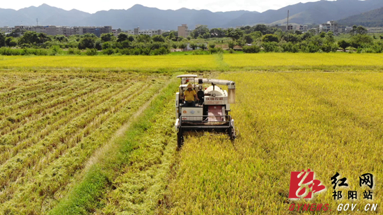 祁阳：43.8万亩早稻开镰收割