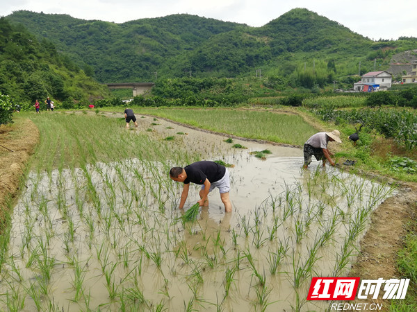 7.12帮栽秧_副本.jpg