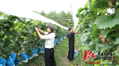 宁远：“返乡能人”增添乡村振兴新动能_副本500.jpg