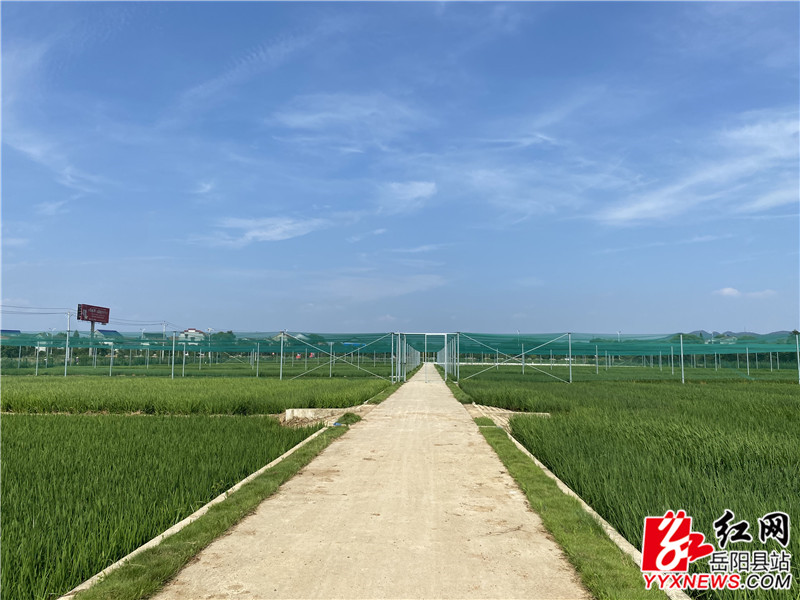 水稻测试基地.jpg