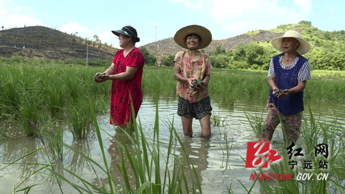 【稳就业 强基础 富家乡】宁远：能人回乡显身手   “稻螺共生”促增收2_副本500.jpg