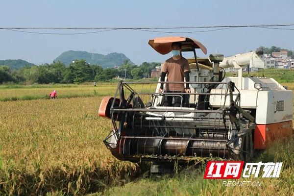 江华：早熟早稻收割 助力晚稻生产