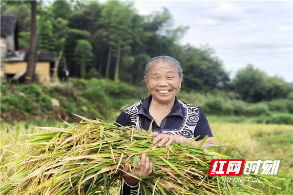 广阔的田野里，沉甸甸的稻谷笑弯了腰，勤劳的人们满头大汗地收割着，脸上露出丰收的喜悦。.jpg