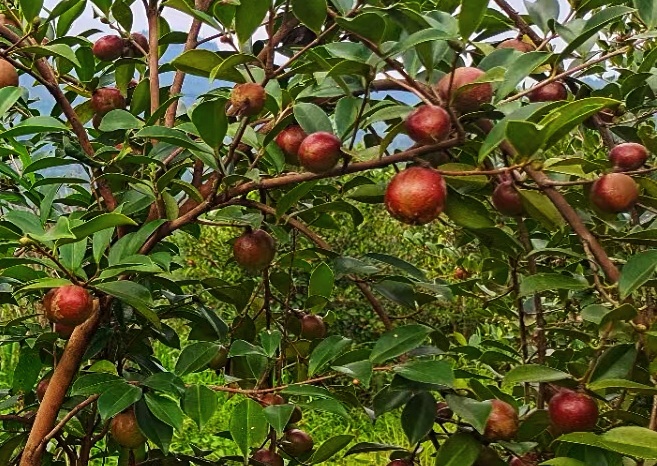 融和企业（茶油果）.jpg