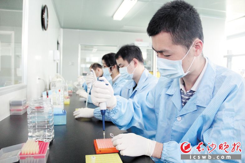 　　圣湘生物研发实验室里，诞生了众多国际领先的产品。                              企业供图