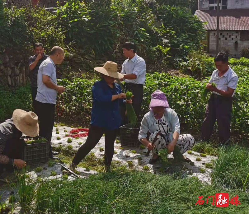 张忠富(左三)在走马镇走访西葱种植大户.jpg 张忠富(左三)在走马镇走访西葱种植大户.jpg