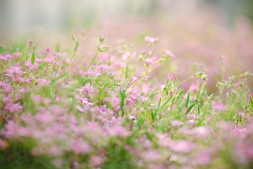 moss-4919093_960_720.jpg