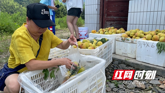 工作人员在整理采摘下来的黄桃.jpg