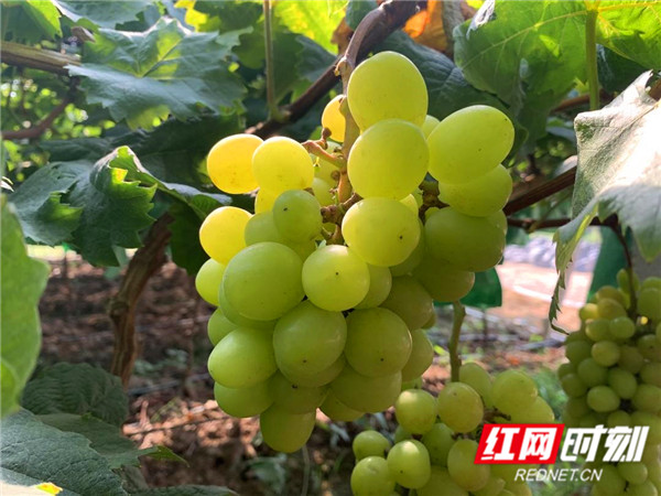 江永：葡萄“串起”农旅融合发展产业链