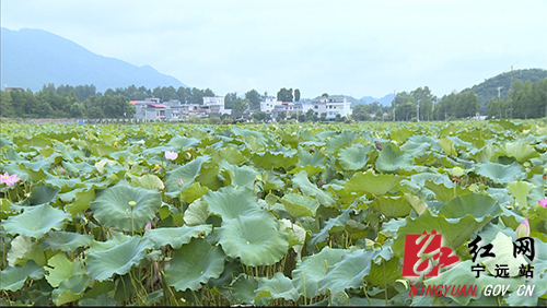 宁远西湾村：1500亩荷花结出致富“金豆豆”1500.jpg