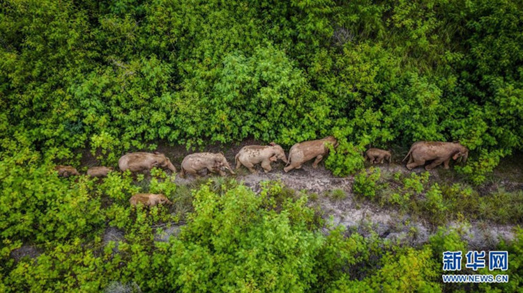 8月9日在云南省玉溪市元江县境内拍摄的象群(无人机照片)。新华社记者 胡超 摄_副本.jpg