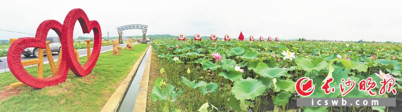 清风徐来，一望无垠的稻田和荷塘泛起绿色波浪，为宁乡市回龙铺镇描绘出乡村振兴的美丽画卷。长沙晚报全媒体记者 张禹 摄