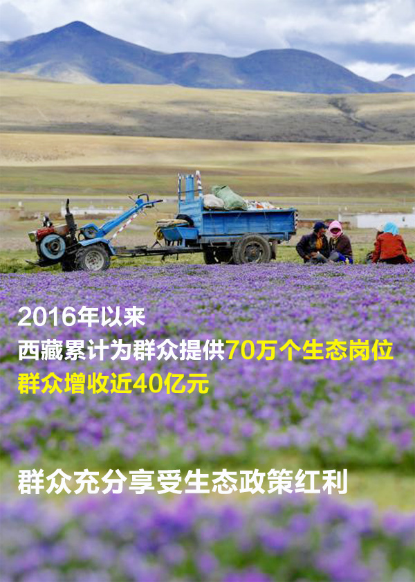 【海报】一组数字，看“绿色西藏”的生态颜值