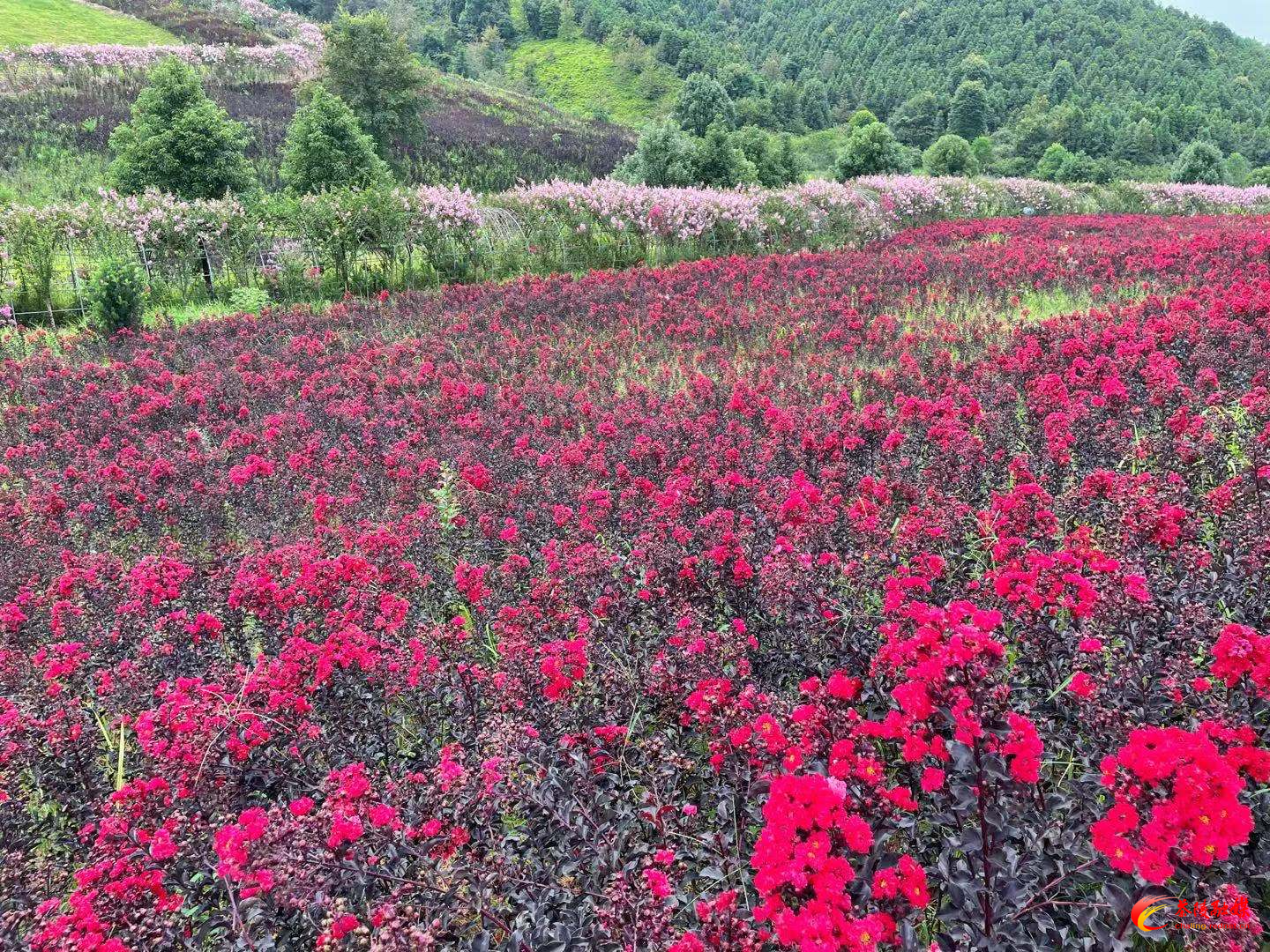 中国花湖谷景区开园 百万株紫薇盛开迎客来