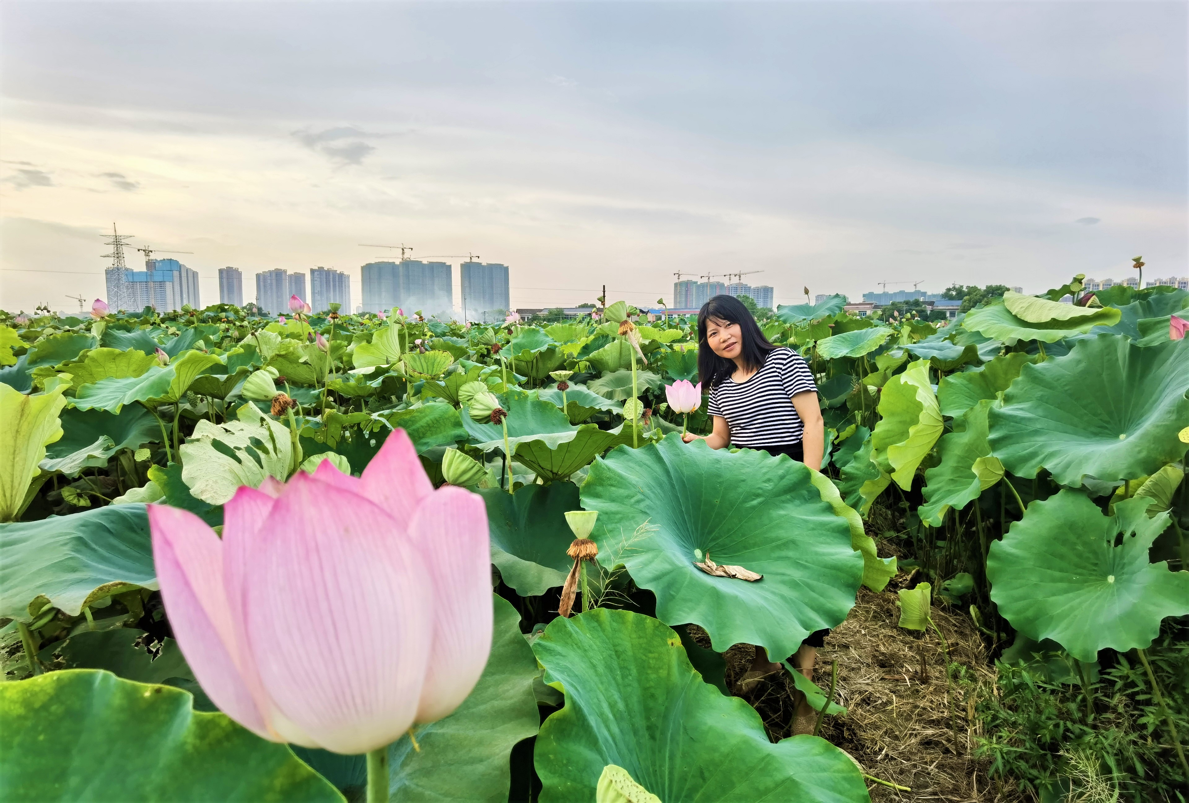 “种植荷花能够一举多得！”湘莲基地负责人陈晓信心满满地介绍。长沙晚报全媒体记者 张禹 摄