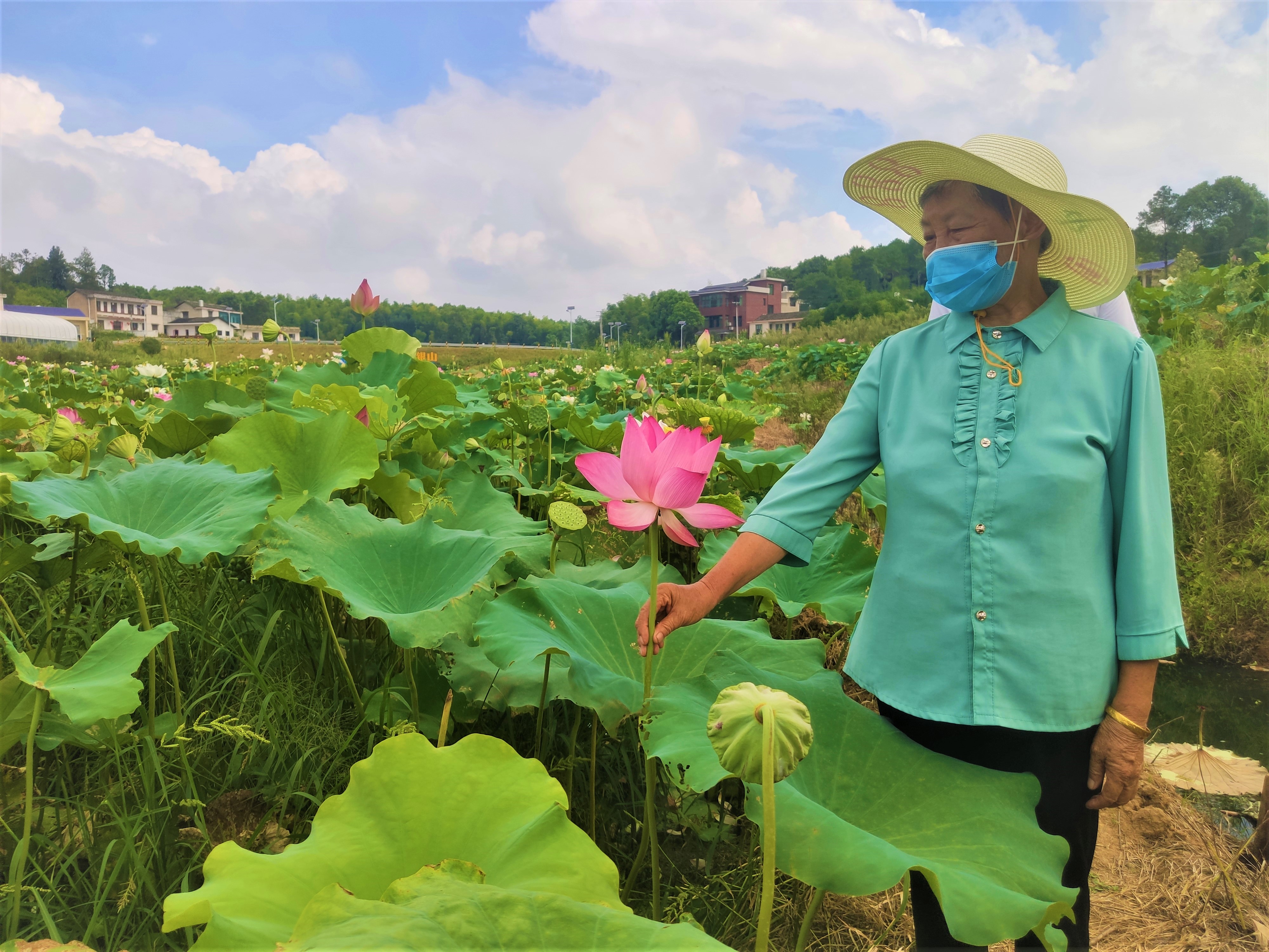 村民欣赏着美丽荷花，更憧憬着美好的未来。长沙晚报全媒体记者 张禹 通讯员 林正文 摄