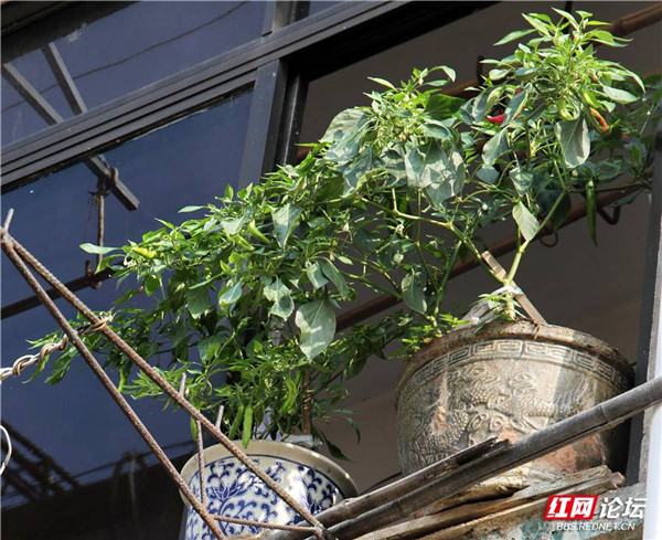 辣椒3.jpg