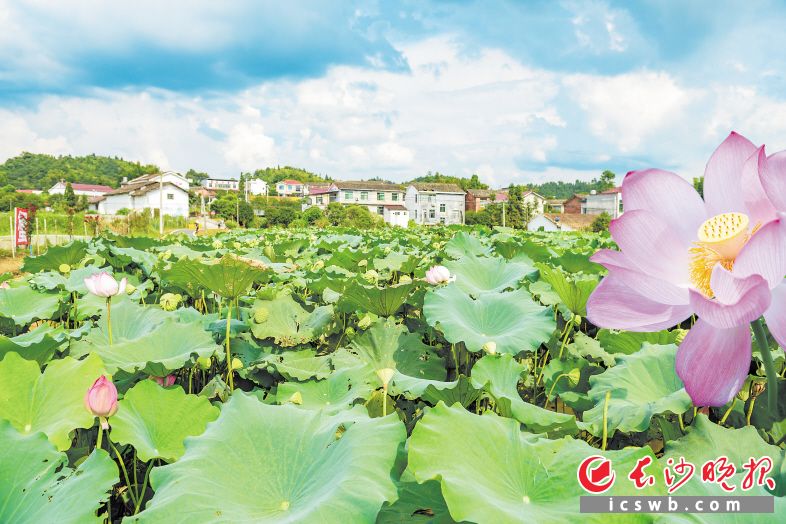 富家湾屋场荷花博览园，种有几十个品种的荷花，园里配套设施完善。均为长沙晚报全媒体记者 陈飞 摄