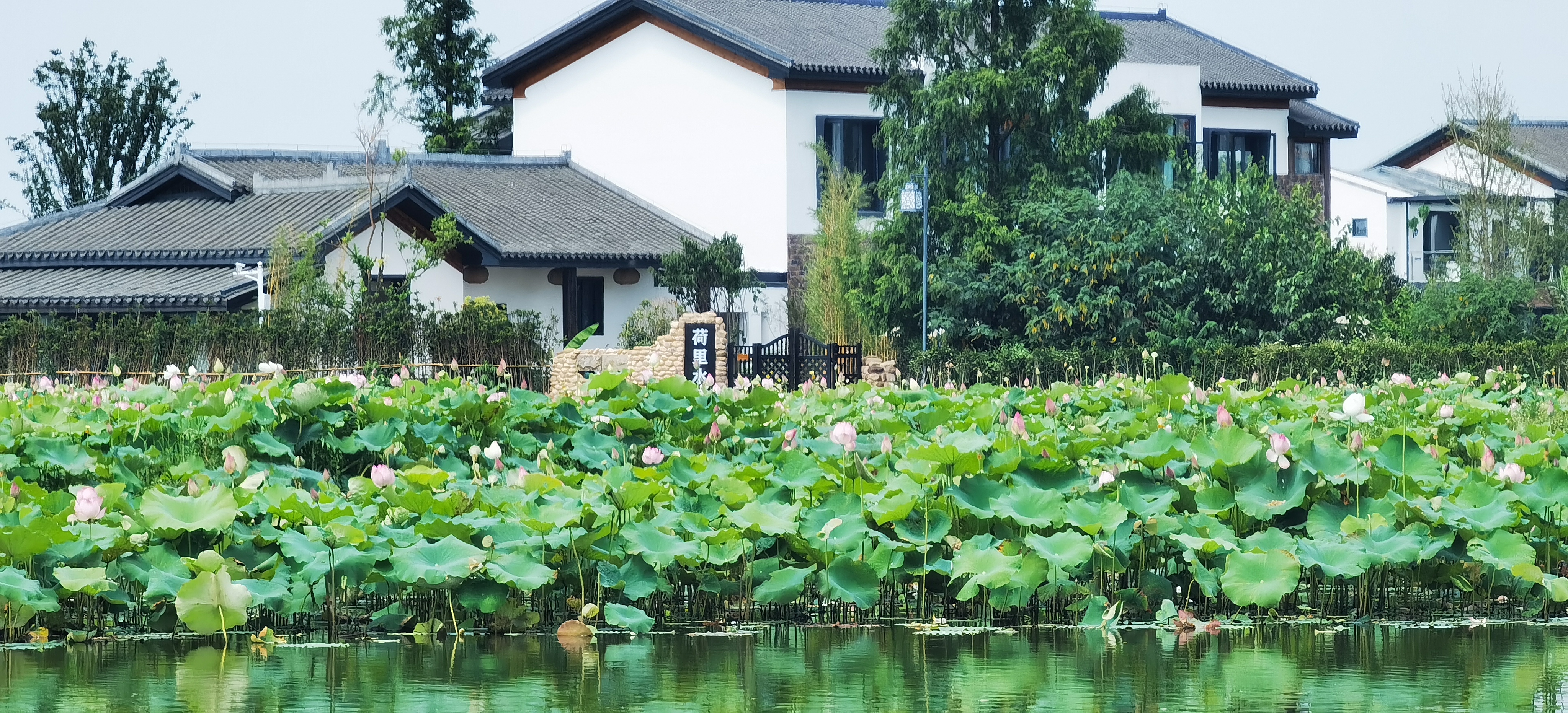 乔口镇盘龙岭村里，诗情画意的文旅项目“荷里乔江”迅速窜红，为村民增收开辟了新路子。