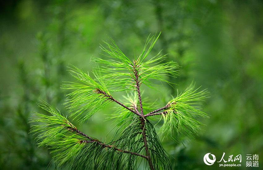 近地移植的巧家五针松树苗。闫科任摄