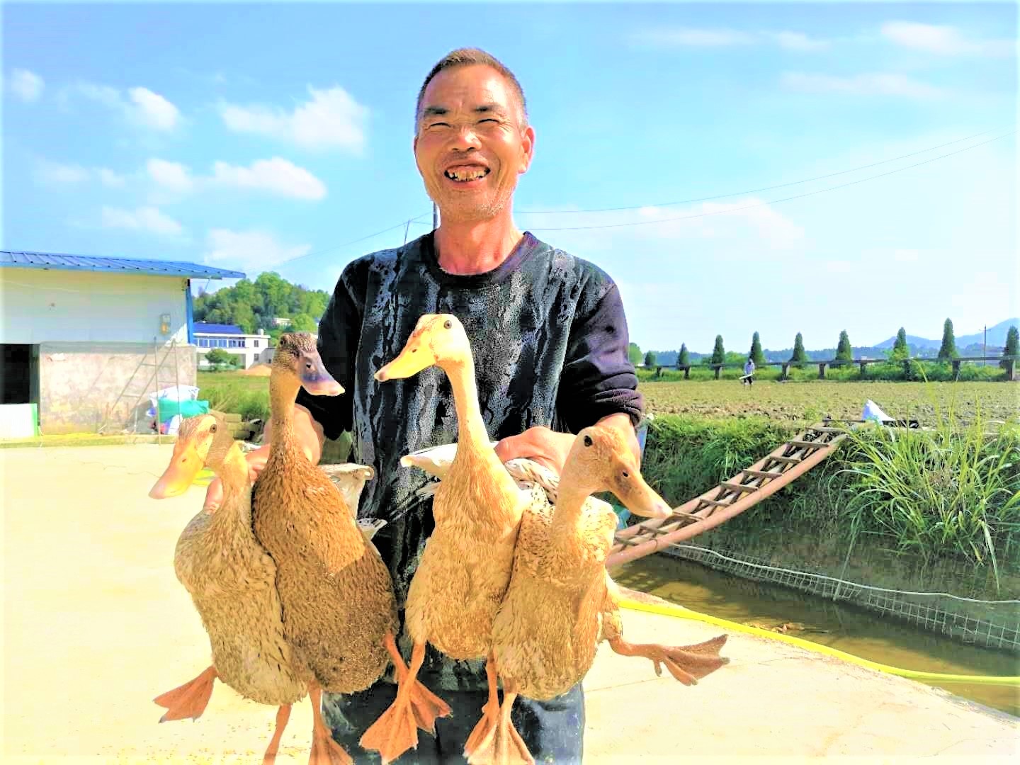 在灰汤镇双盆村，村民张崇六靠着饲养灰汤贡鸭脱贫致富。长沙晚报全媒体记者 张禹 摄