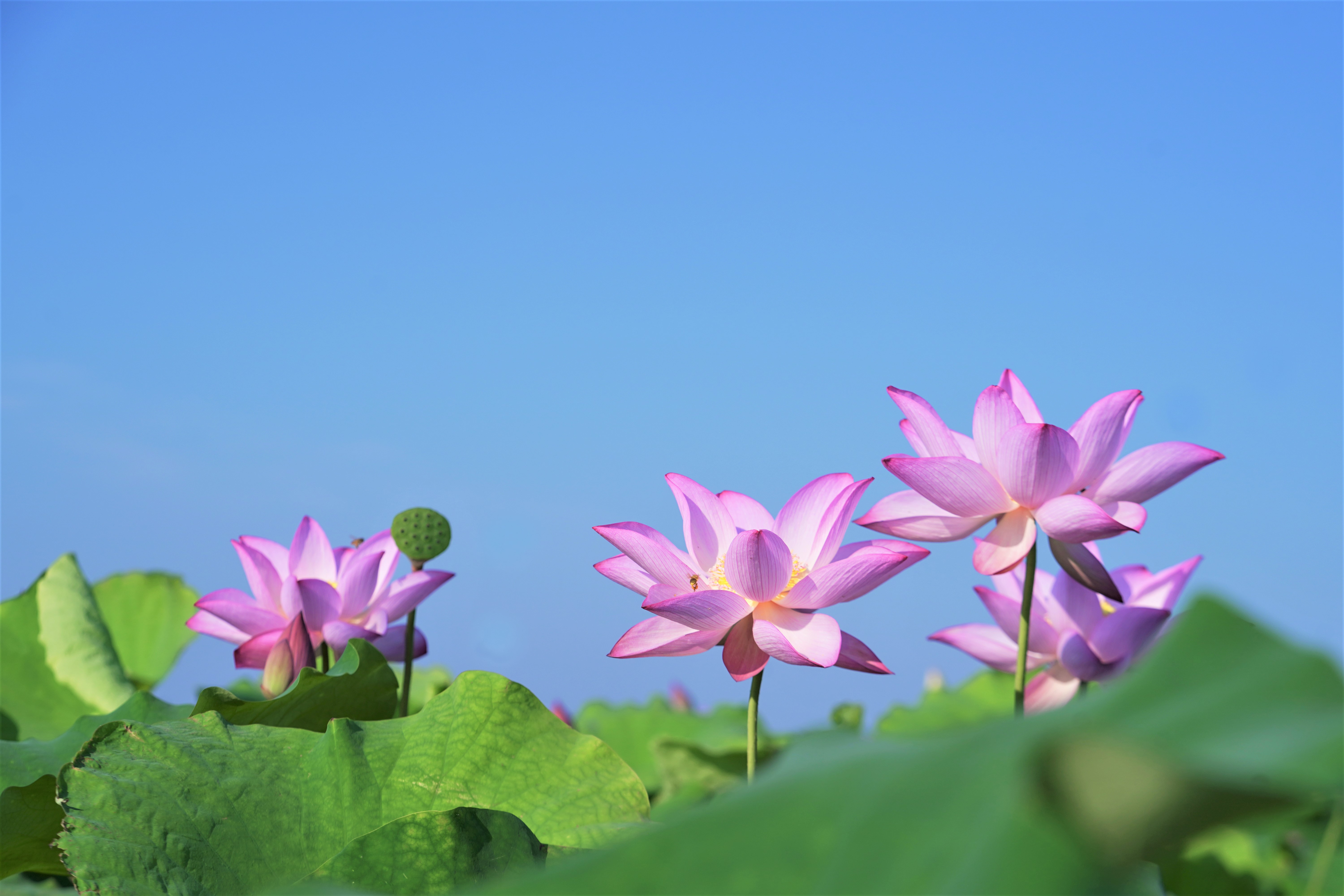 骤雨初晴，碧空如洗，荷花摇曳，“温泉小镇”灰汤美不胜收。长沙晚报全媒体记者 张禹 通讯员 刘静 摄影报道