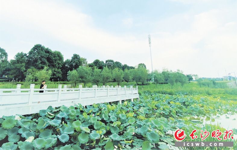 骤雨初晴，碧空如洗，荷花摇曳，“温泉小镇”灰汤美不胜收。长沙晚报全媒体记者 张禹 通讯员 刘静 摄影报道