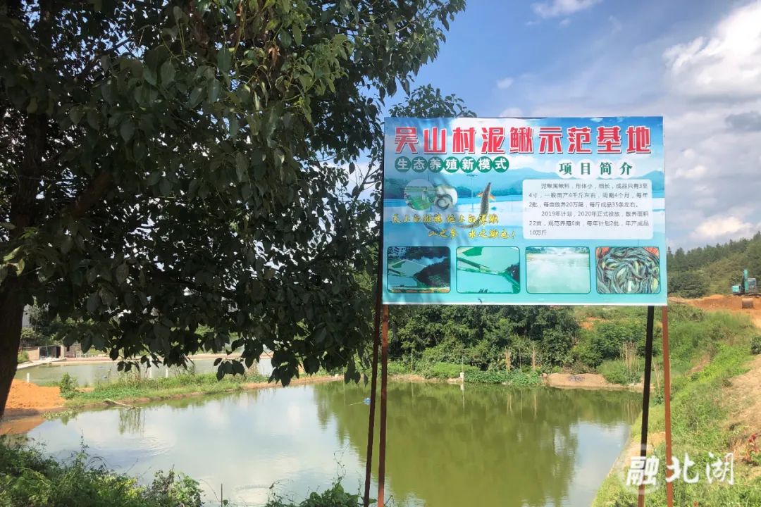 吳山村小龍蝦養殖,沃柑種植,泥鰍養殖基地