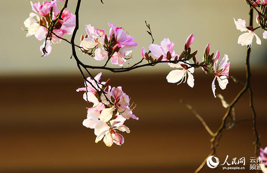 白露花（白花羊蹄甲）。郁云江摄