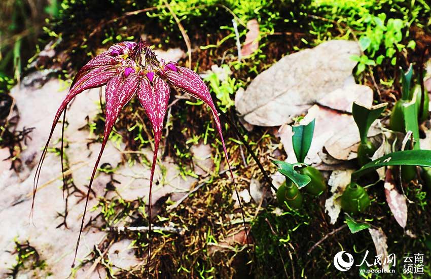 美花卷瓣兰。廖勤昌摄