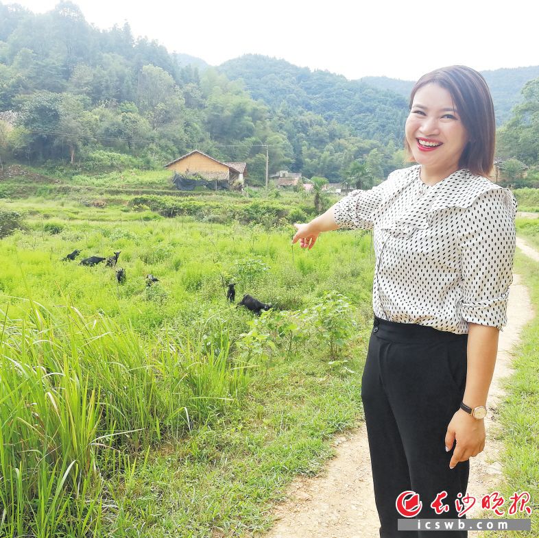 　　张凤指着一群黑山羊说，她的梦想是打造浏阳黑山羊牧旅综合体。 　　长沙晚报全媒体记者 黎铁桥 摄