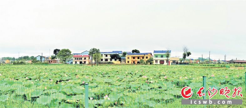 　　在流沙河镇合兴村赵家湾美丽屋场，荷花基地正值盛花期。长沙晚报全媒体记者 张禹 摄