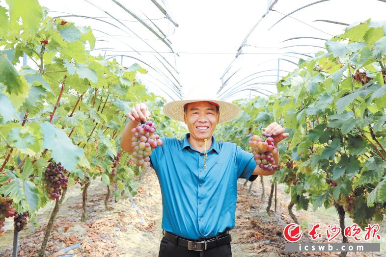 　　求助视频发出后得到社会广泛关注，一时间葡萄成了畅销品。　　长沙晚报通讯员 梁焕鑫 摄