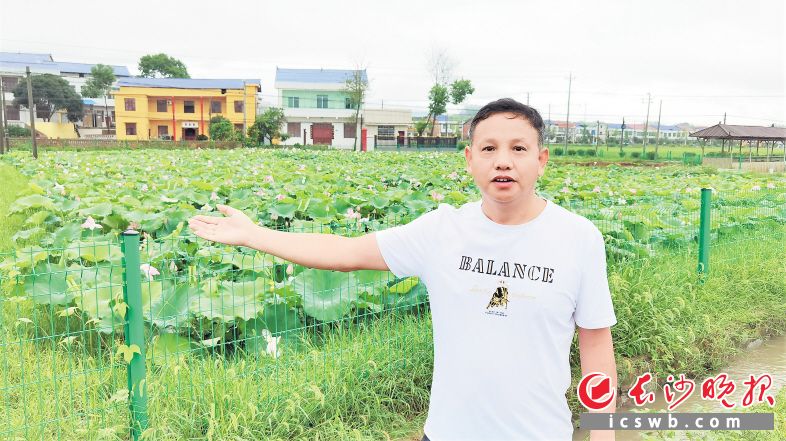 荷塘里孕育着致富希望，流沙河镇合兴村乡村振兴第一书记程维满心欢喜地向游客做介绍。长沙晚报全媒体记者 张禹 摄