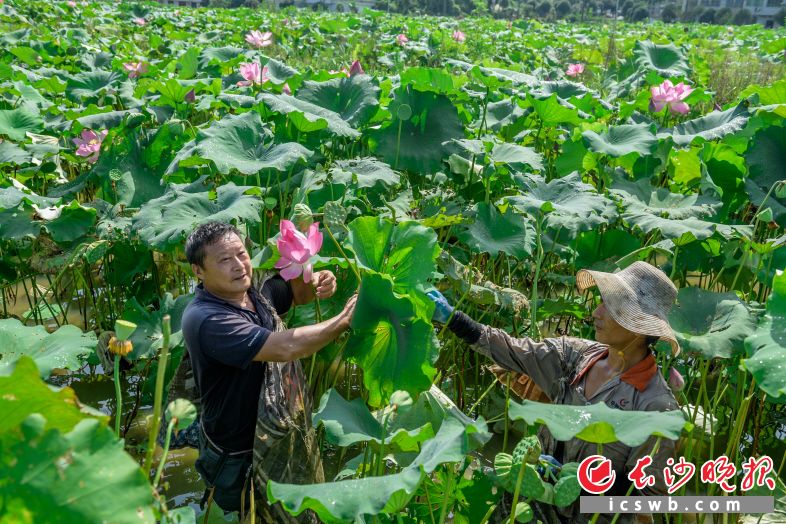 澄潭江镇和家村，正值烟花企业放高温假，休假的工人们来荷塘帮着采摘莲蓬，工资按180元/天结算。长沙晚报全媒体记者 陈飞 摄