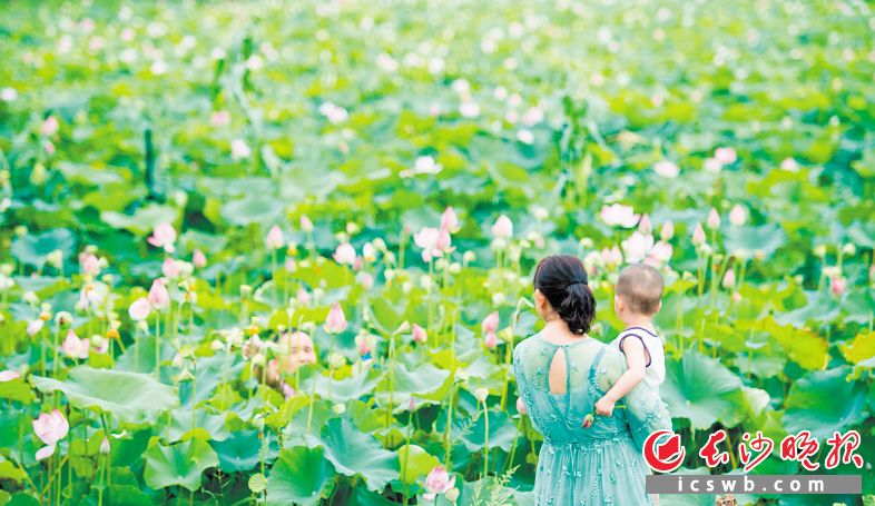 开福区捞刀河街道苏托垸荷花盛开，该区域3000多亩荷塘已成为改善生态效益，促进城乡品质提升的“荷花生态走廊”。长沙晚报全媒体记者邹麟 摄