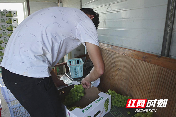 益泉葡萄种植农民合作社负责人徐进正在给新摘的葡萄进行包装。.jpg