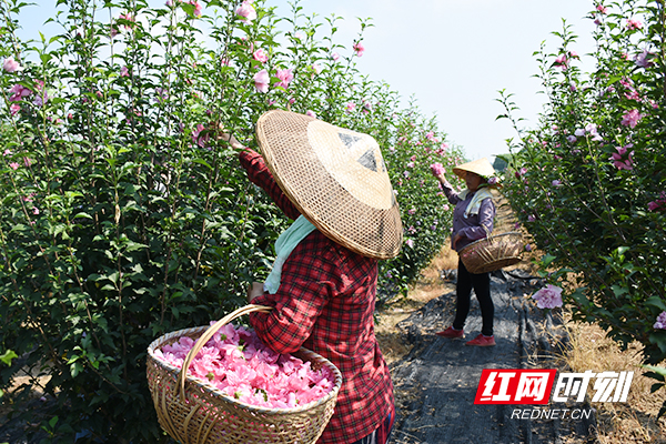 村民提着篮子采摘鲜花。.jpg