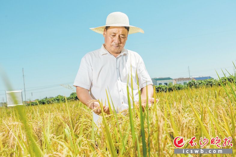 8月31日上午，谭建祥在田里把弄稻穗，查看长势。