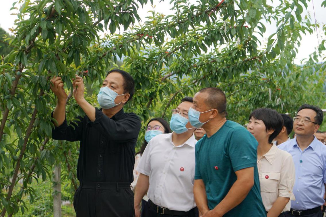 2020年6月10日-11日,九三学社中央主席武维华率队赴四川省旺苍县调研社中央定点扶贫和“九广合作”工作情况。图为6月10日,武维华在张华镇松浪村脆红李产业园区调研。.jpg 2020年6月10日-11日,九三学社中央主席武维华率队赴四川省旺苍县调研社中央定点扶贫和“九广合作”工作情况。图为6月10日,武维华在张华镇松浪村脆红李产业园区调研。.jpg