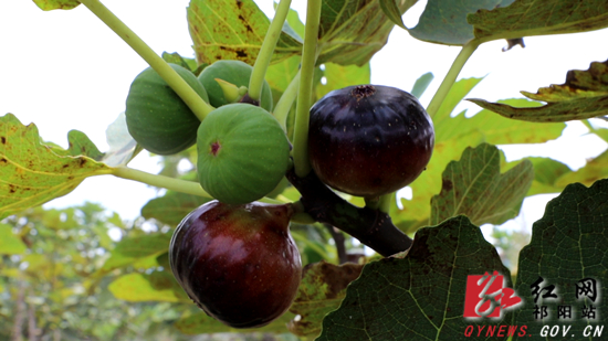 无花果-3ok.jpg 无花果-3ok.jpg