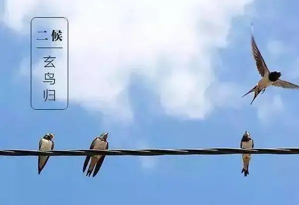 二候玄鳥歸丨玄鳥此時自南而往北也,燕乃北方之鳥,故曰歸.