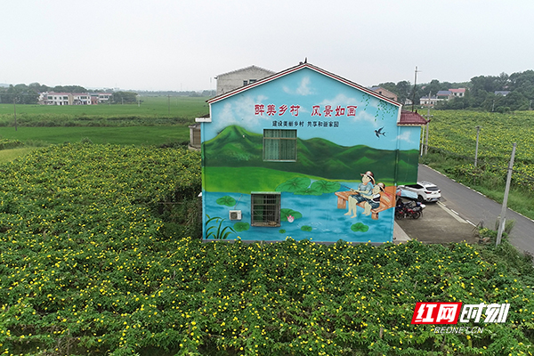 丝瓜.jpg 丝瓜.jpg