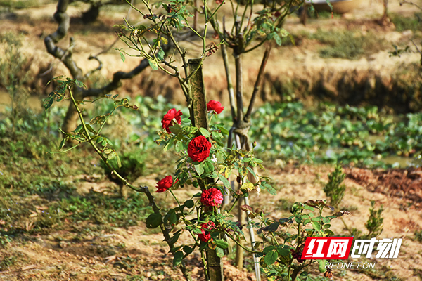 村民园中有鲜花点缀。.jpg