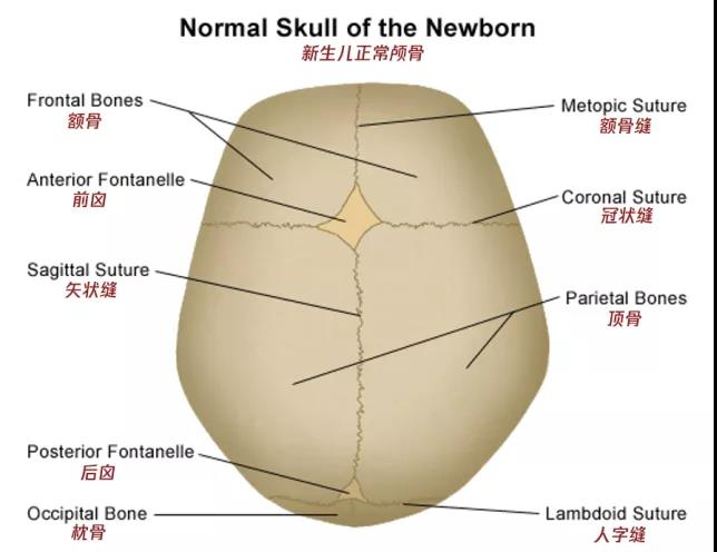 新生儿的正常颅骨 图片来源:hopkinsmedicineorg