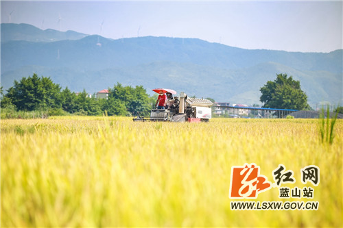 收割稻谷 (6).jpg