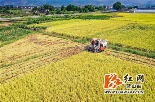 收割稻谷 (3).jpg
