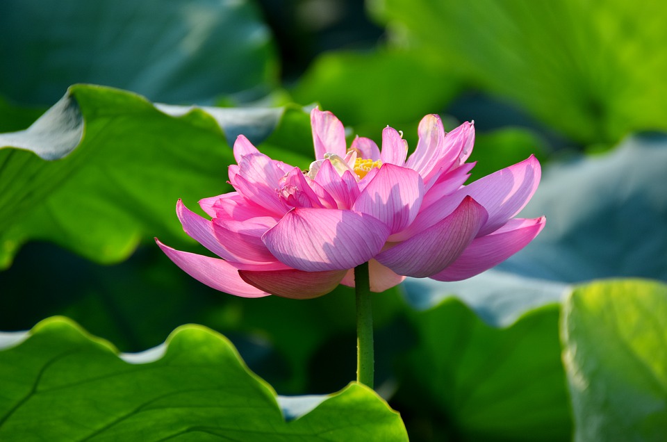 lotus-flowers-4207372_960_720.jpg