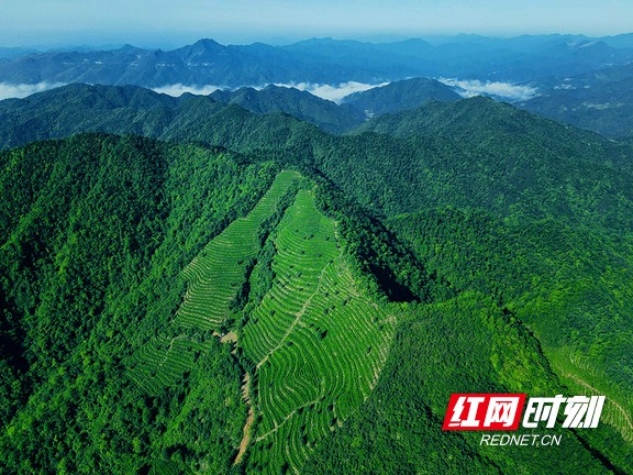 洞马村狐耳山茶园.marked.jpg